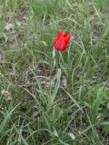 Tulipa ostrowskiana