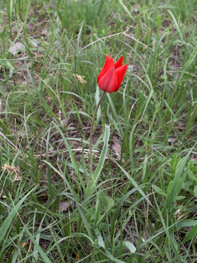 Изображение особи Tulipa ostrowskiana.