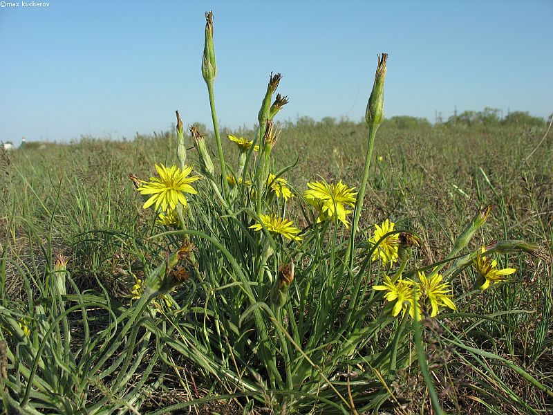 Изображение особи Scorzonera mollis.