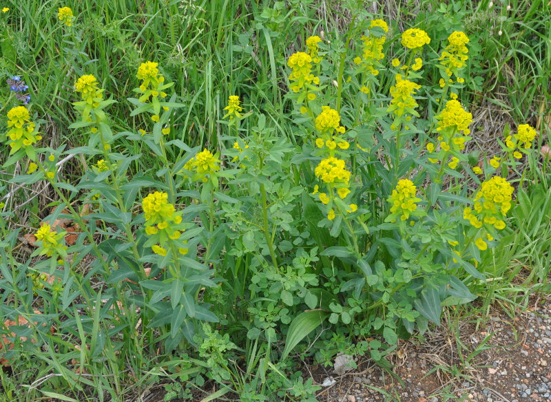 Image of Euphorbia iberica specimen.