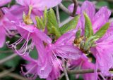 Rhododendron reticulatum