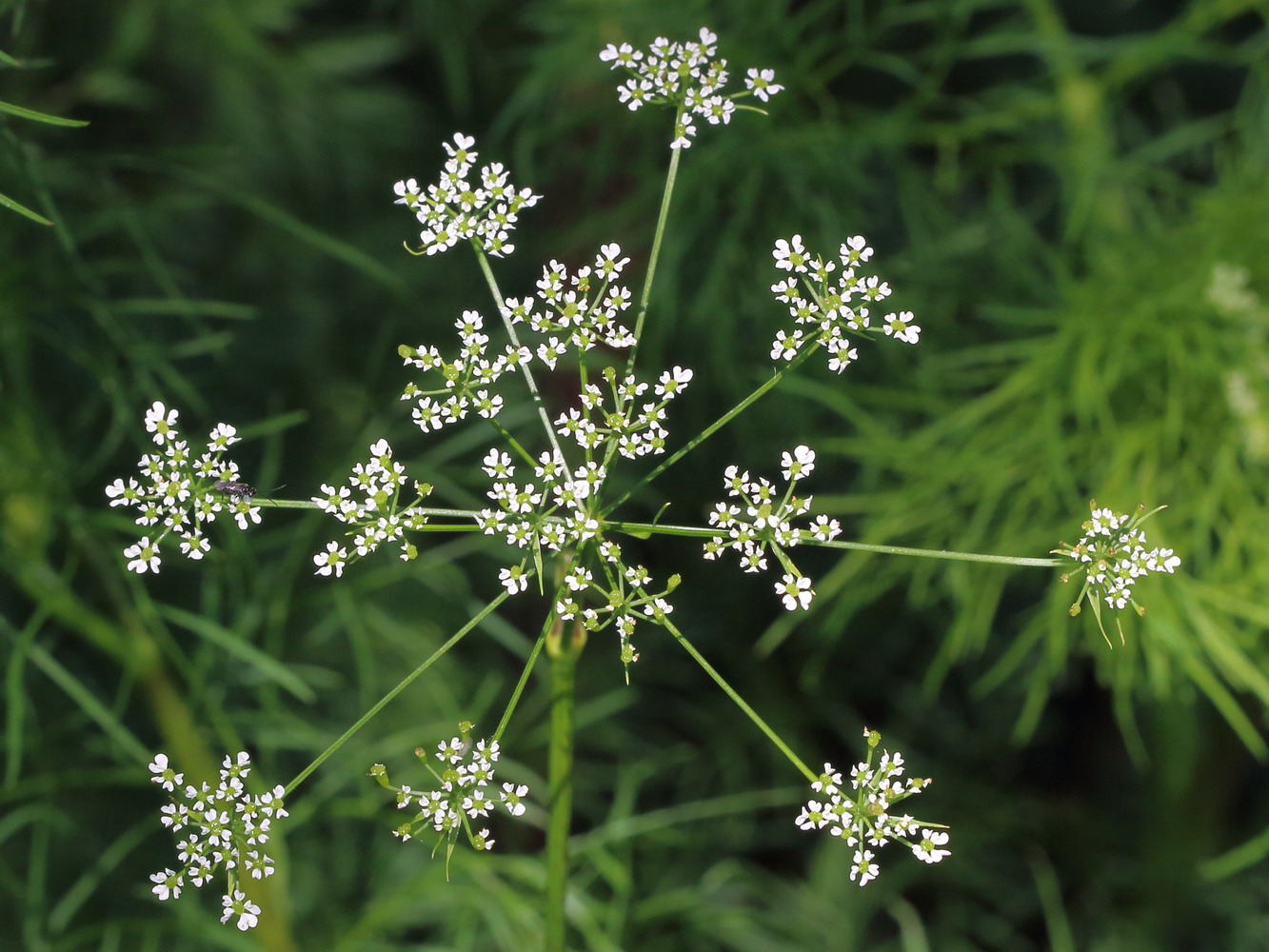 Image of Chaerophyllum bulbosum specimen.