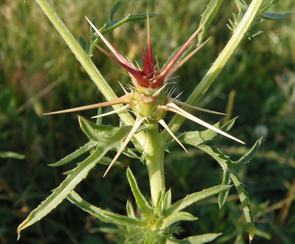 Image of Centaurea calcitrapa specimen.