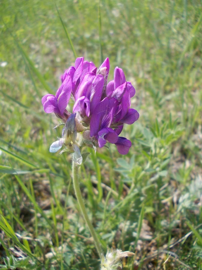 Image of Oxytropis strobilacea specimen.