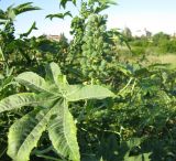 Ricinus communis