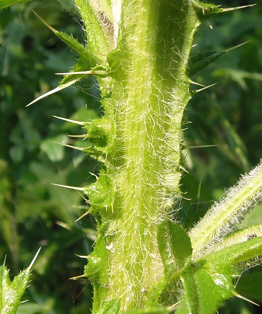 Image of Cirsium vulgare specimen.