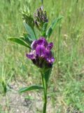 Medicago sativa