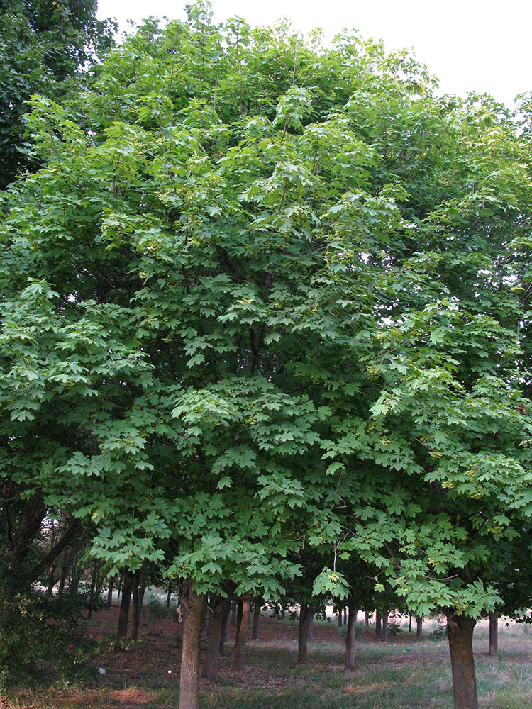 Изображение особи Acer platanoides.