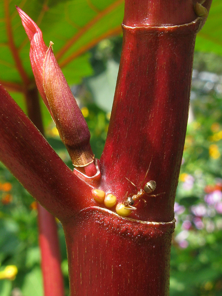 Изображение особи Ricinus communis.