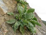 Crambe koktebelica