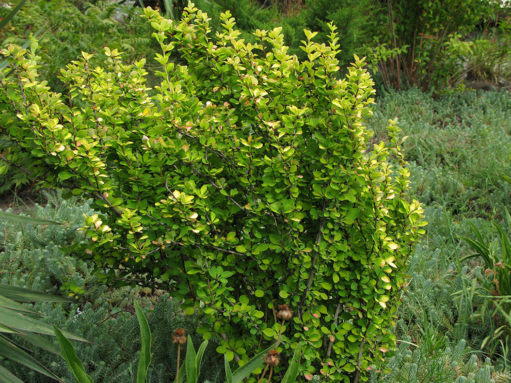 Изображение особи Berberis vulgaris.