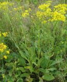 Senecio schwetzowii