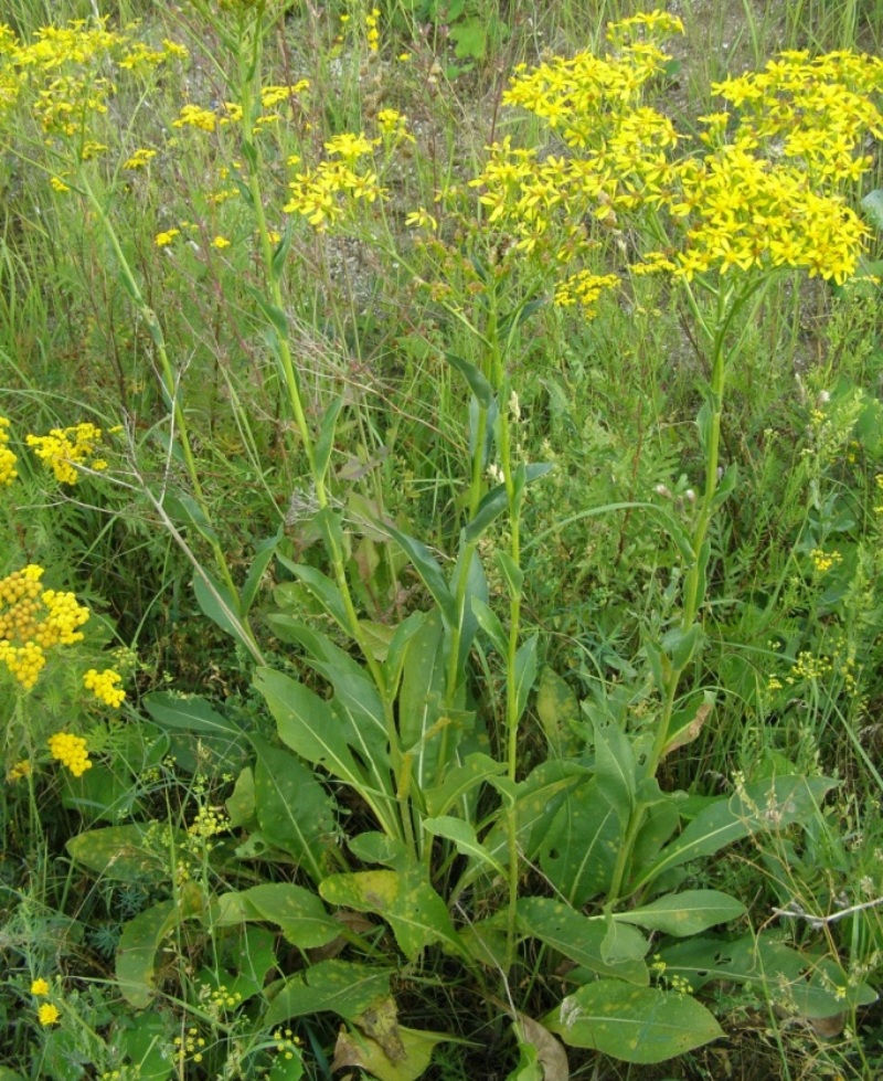 Изображение особи Senecio schwetzowii.