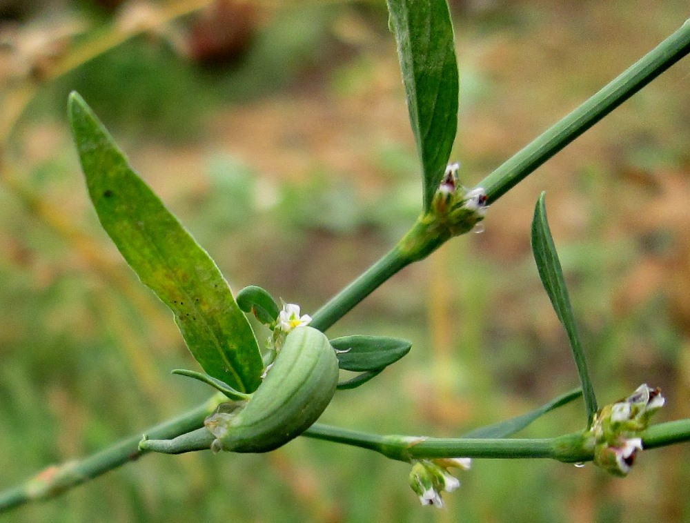 Image of Polygonum aviculare specimen.