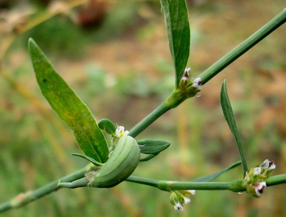 Изображение особи Polygonum aviculare.