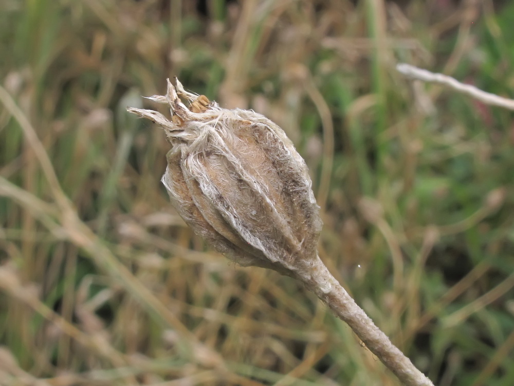 Image of Lychnis coronaria specimen.