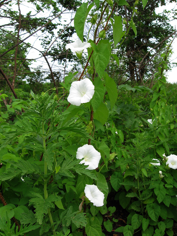 Изображение особи Calystegia sepium.