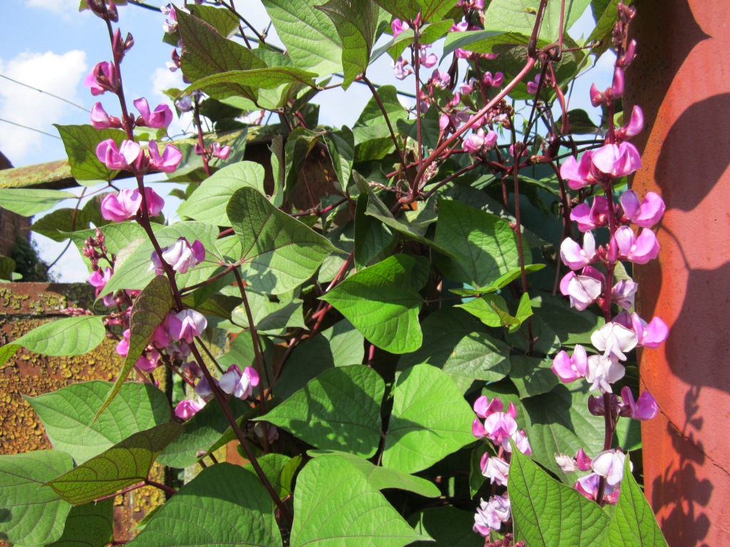 Изображение особи Dolichos purpureus.