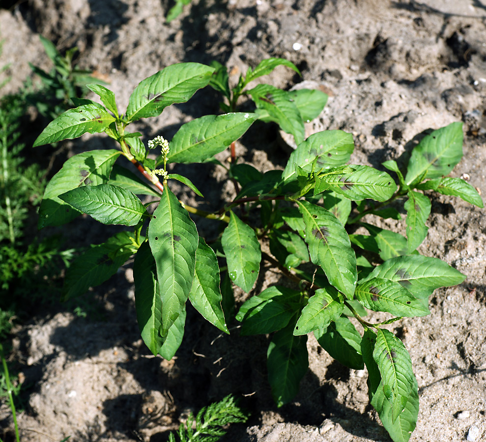 Изображение особи Persicaria lapathifolia.