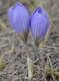 Crocus cancellatus ssp. mazziaricus