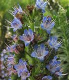 Echium acanthocarpum