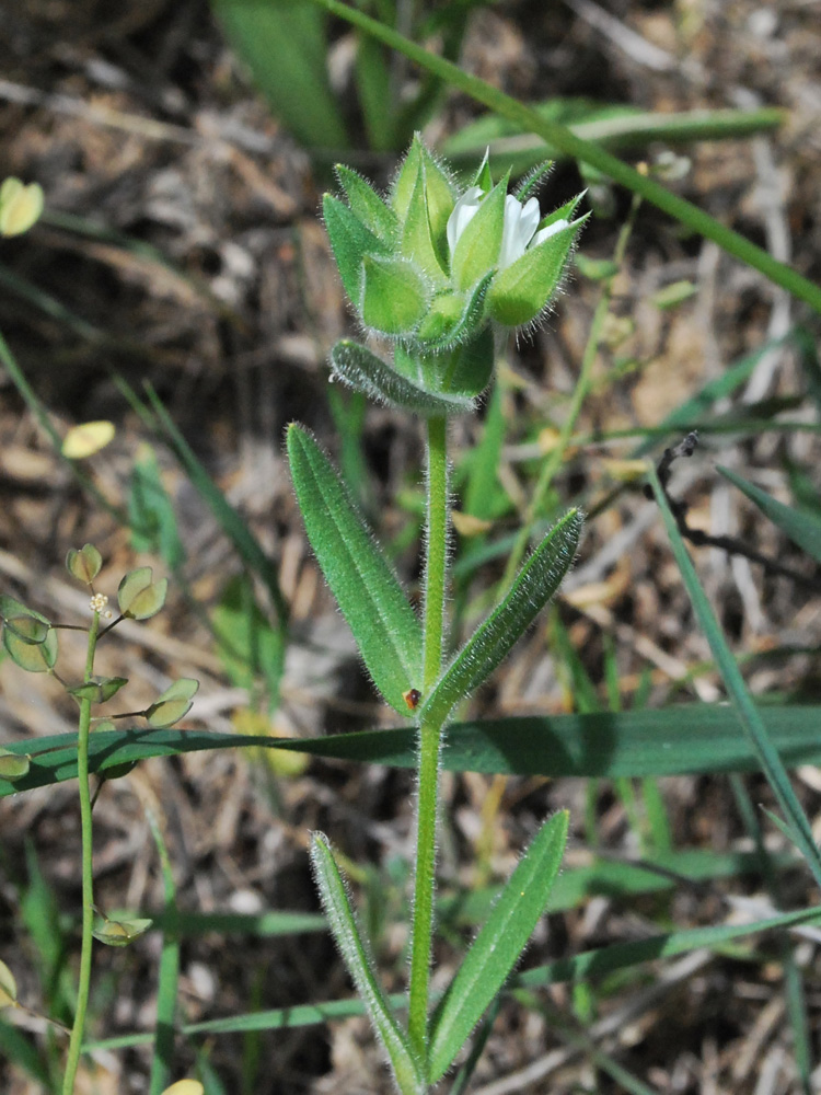 Image of Cerastium inflatum specimen.