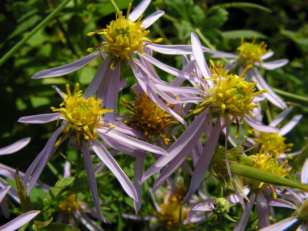 Image of Galatella dahurica specimen.