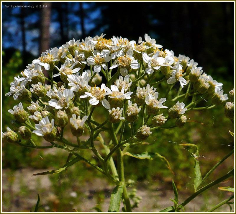 Изображение особи Achillea cartilaginea.