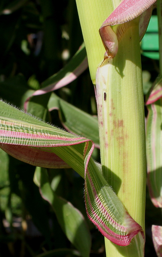 Image of Zea mays specimen.