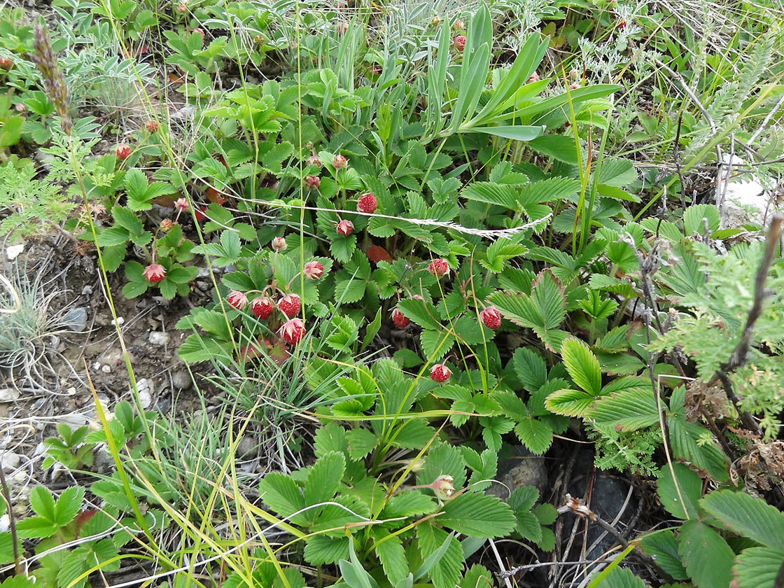 Изображение особи Fragaria viridis.