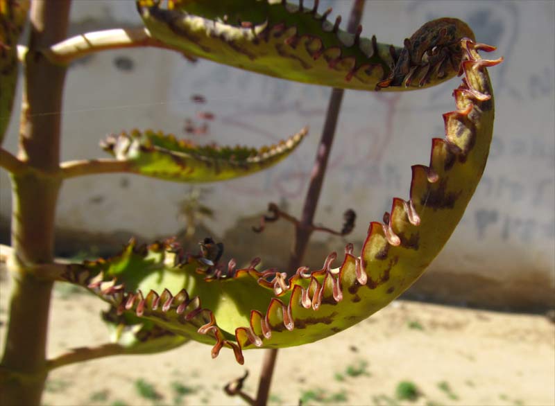 Image of Kalanchoe daigremontiana specimen.