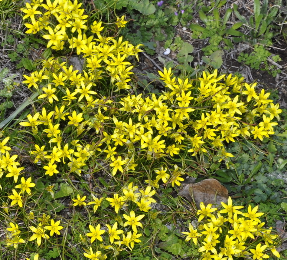 Image of genus Gagea specimen.