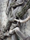 Hedera helix. Нижняя часть растения на стене. Крым, Бахчисарай, Ханский дворец. 25 марта 2011 г.