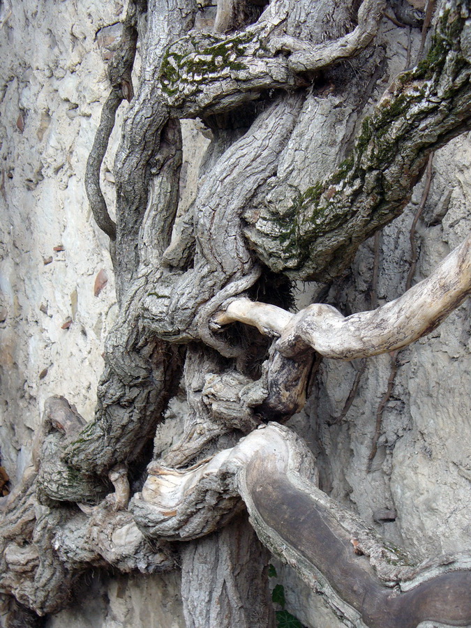 Image of Hedera helix specimen.