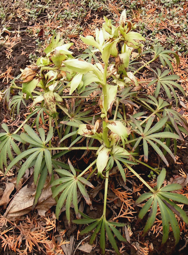 Изображение особи Helleborus foetidus.