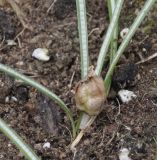 Crocus cancellatus