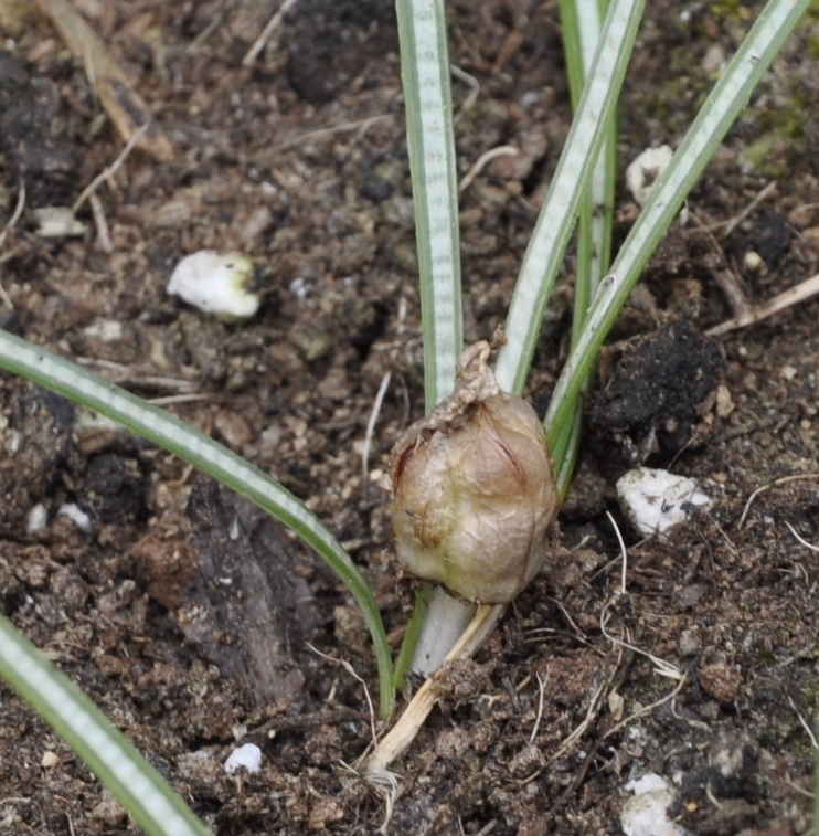 Image of Crocus cancellatus specimen.