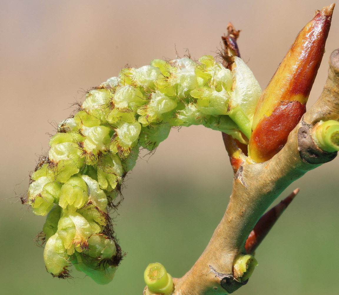 Изображение особи Populus &times; canadensis.