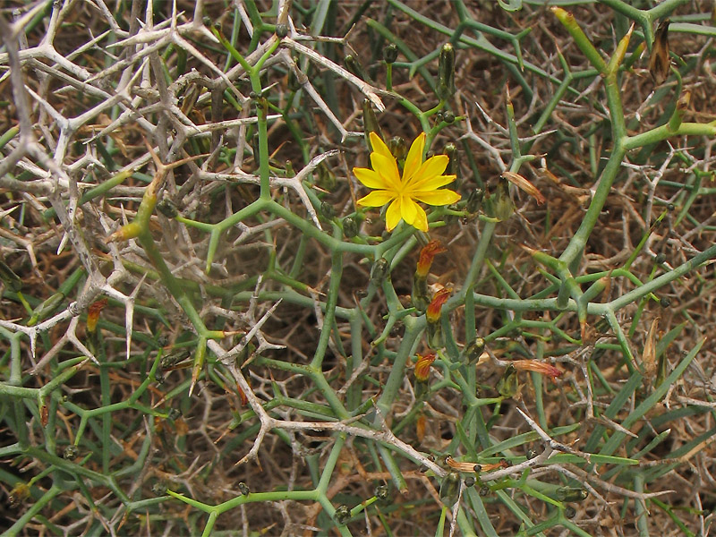 Image of Launaea arborescens specimen.