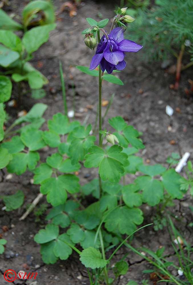 Изображение особи Aquilegia vulgaris.