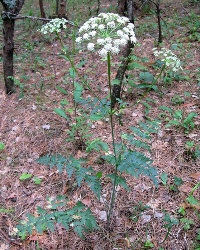 Image of Seseli libanotis specimen.