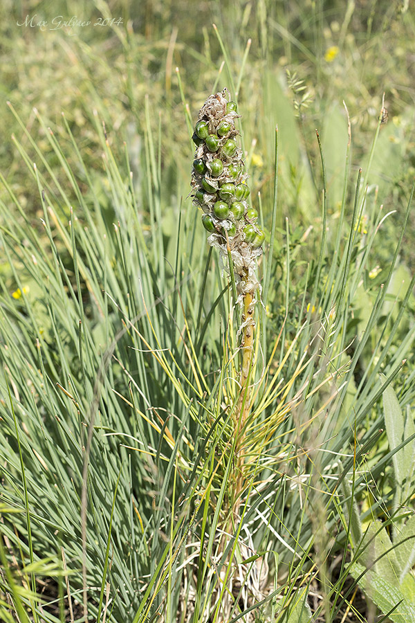 Изображение особи Asphodeline taurica.