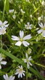 Stellaria holostea