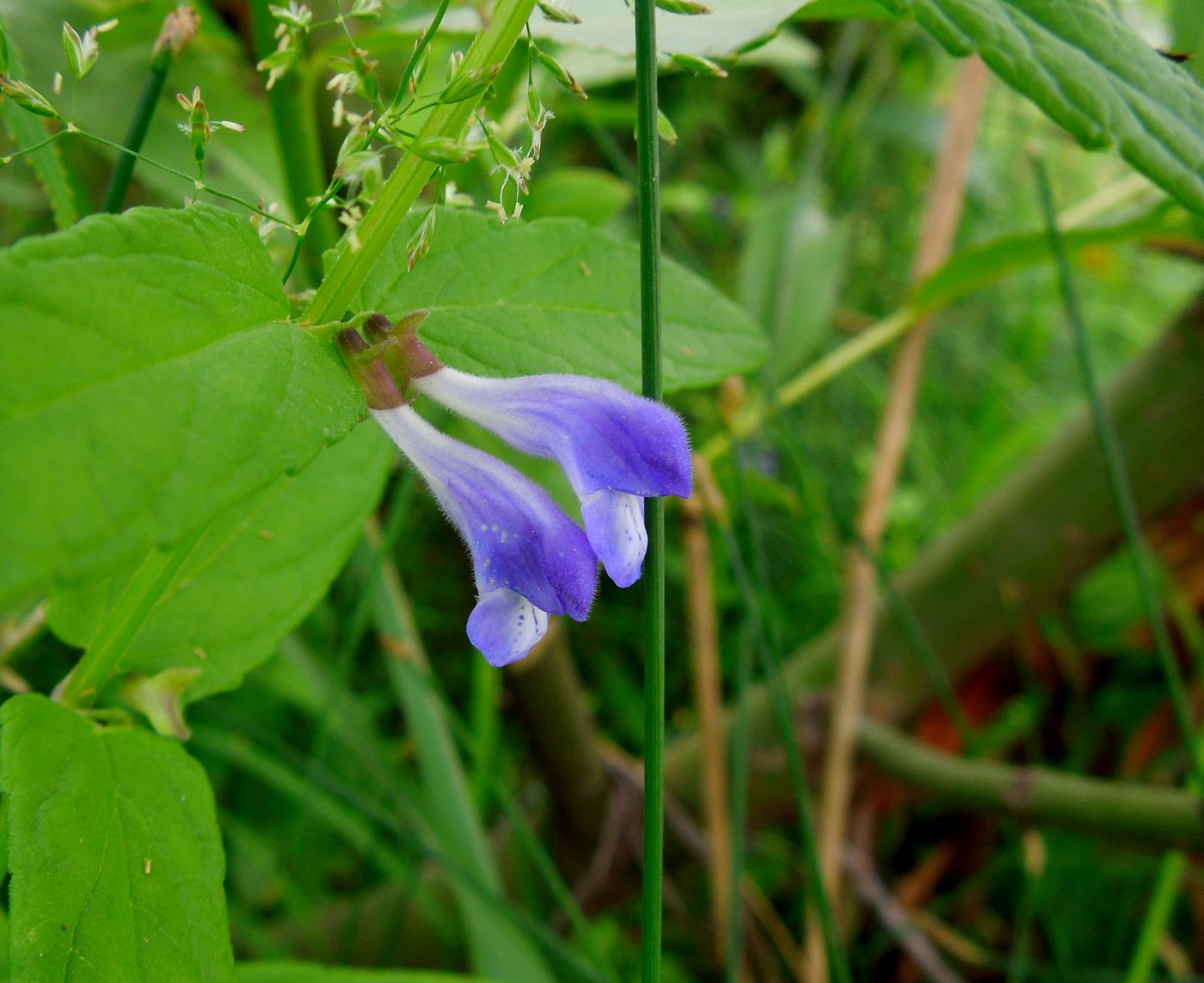 Image of Scutellaria galericulata specimen.
