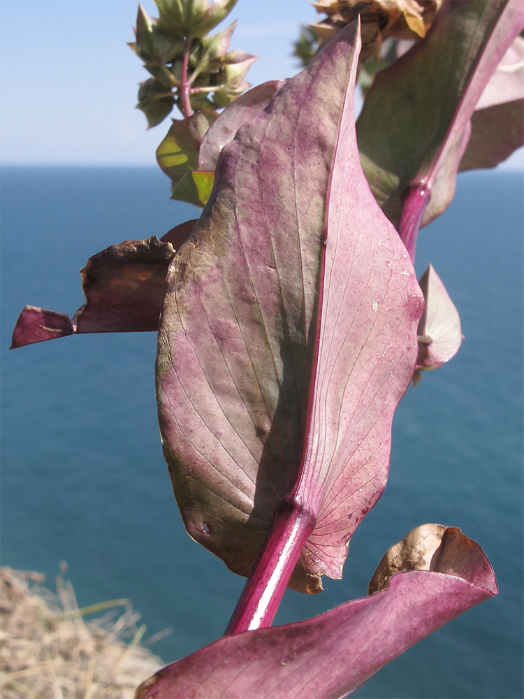 Image of Bupleurum rotundifolium specimen.