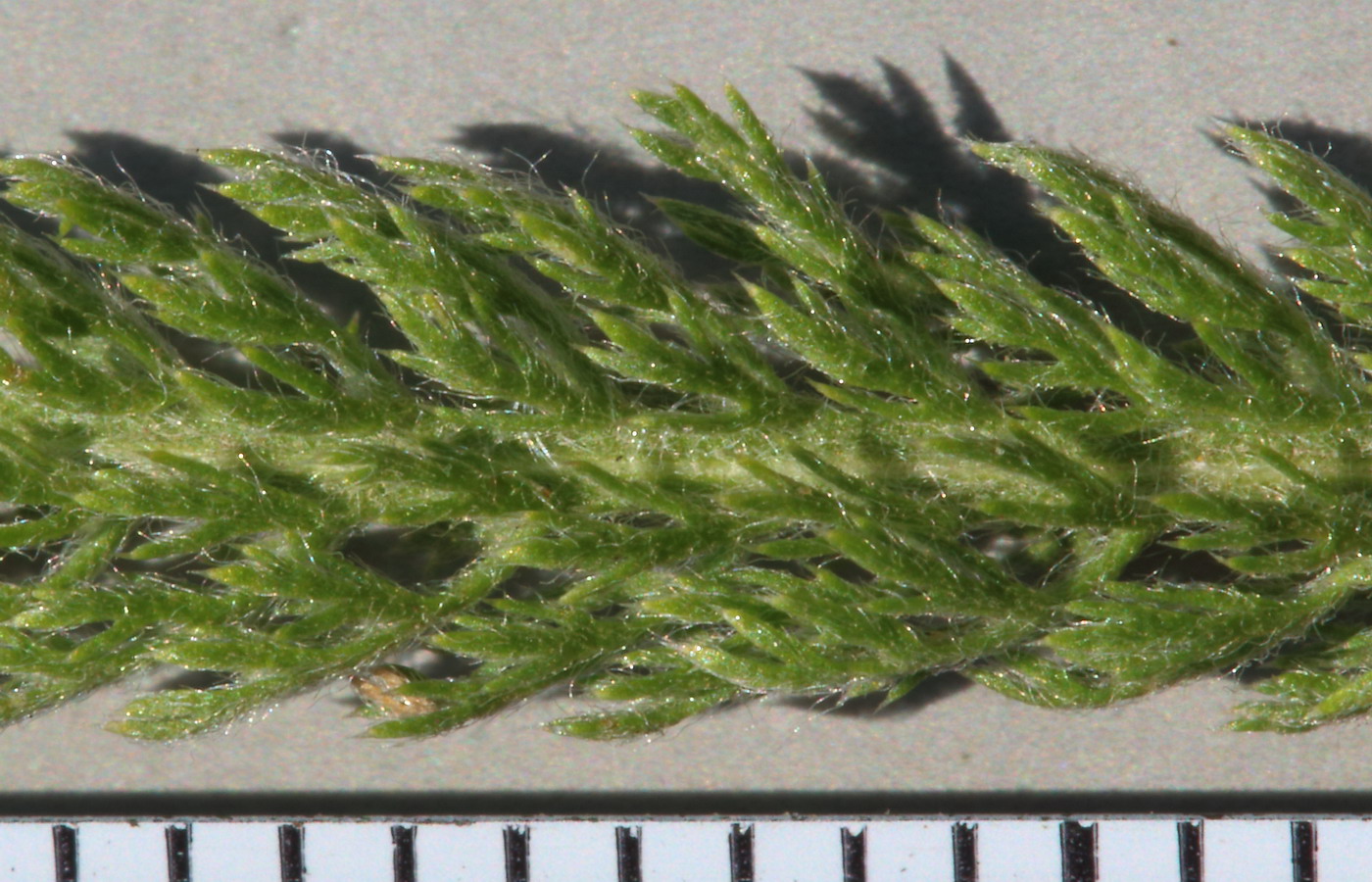 Image of Achillea setacea specimen.