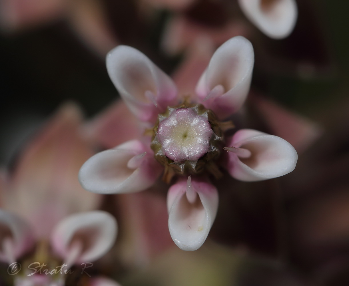Изображение особи Asclepias syriaca.