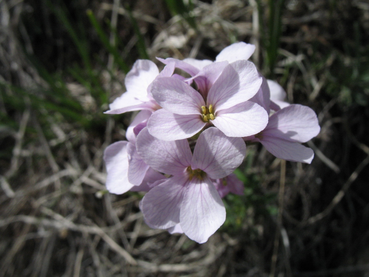 Image of Leiospora beketovii specimen.