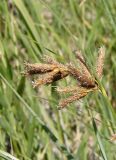 Bolboschoenus glaucus. Соцветие. Украина, Запорожская обл., Бердянский р-н, г. Бердянск, Бердянская коса, напротив маг. Буревестник. 03.08.2014.