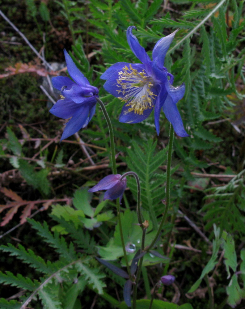 Изображение особи Aquilegia brevicalcarata.